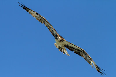 IMG_1125 copy s.jpg