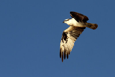IMG_1849 copy s.jpg