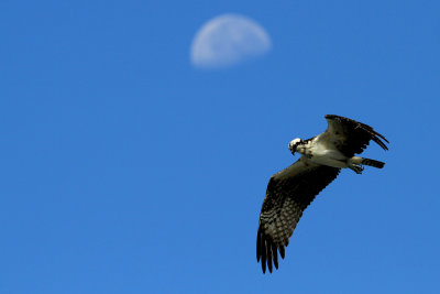 IMG_2091 copy s.jpg