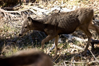 CRW_3439.jpg