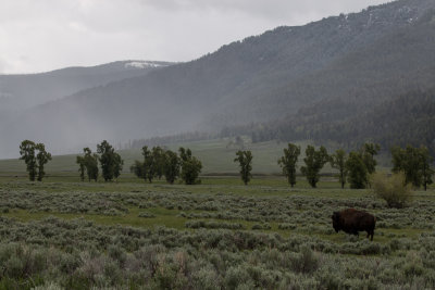 Lamar Valley