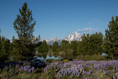 Teton