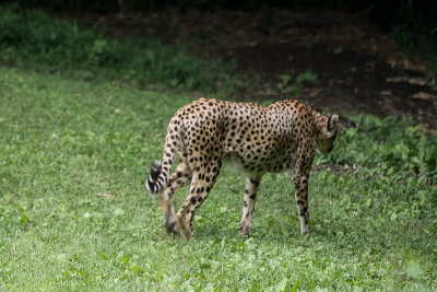 IMG_6743.jpg