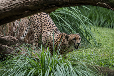 IMG_6750.jpg