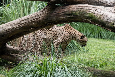 IMG_6752.jpg