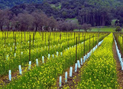 8090-Mustard-Fields-of-Napa-W.jpg