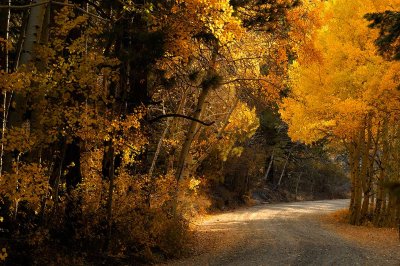5074-Road-out-of-the-Forest.jpg