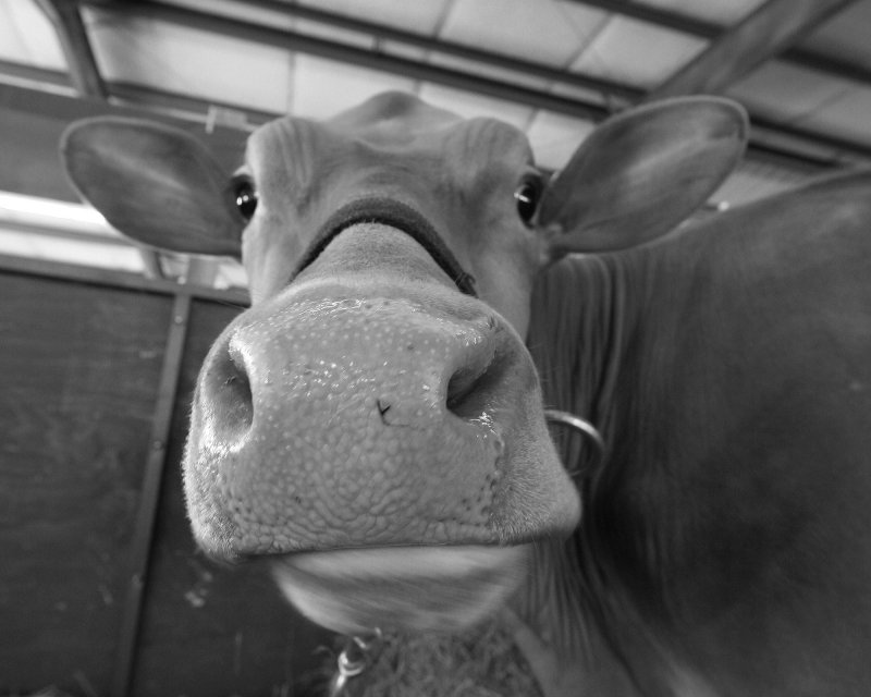  A Cow at the 2009 Fair