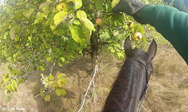Apple Break