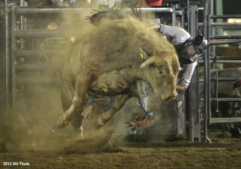 Dusty Bull