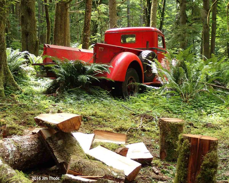 Picking up firewood