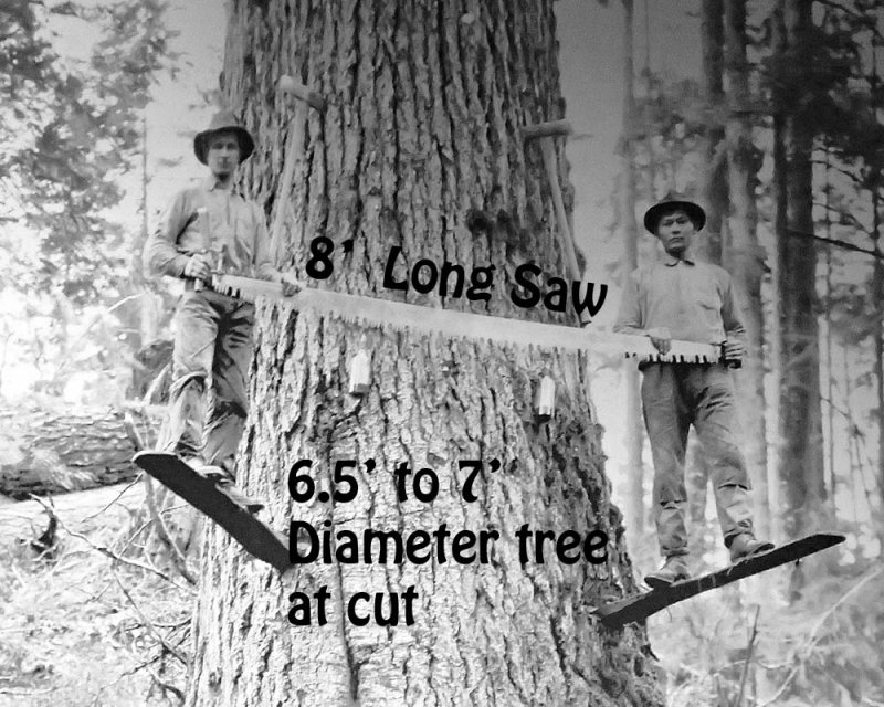 About 7ft tree with 8ft saw, No problem