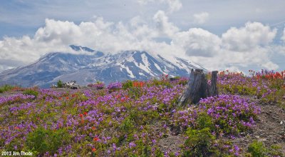 Mt St Helens