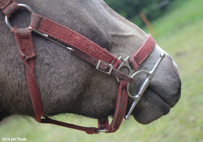 Full cheek snaffle attached to halter