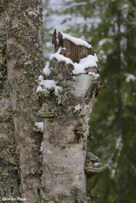 Idaho Woods