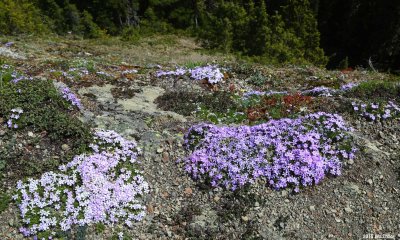 Flowers on Glacier View