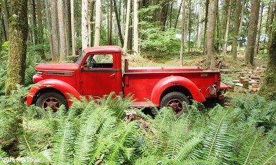 Picking up firewood