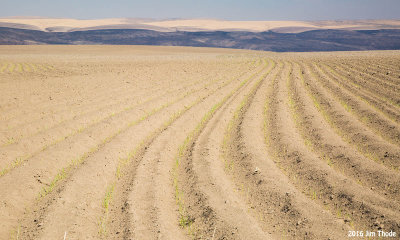 Next Years Wheat