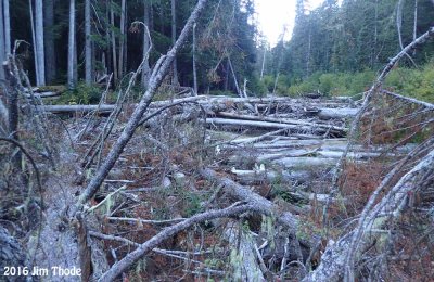Clear Fork Trail Clearing Sep 2016