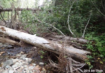 Cowlitz Crossing - The trail is under this