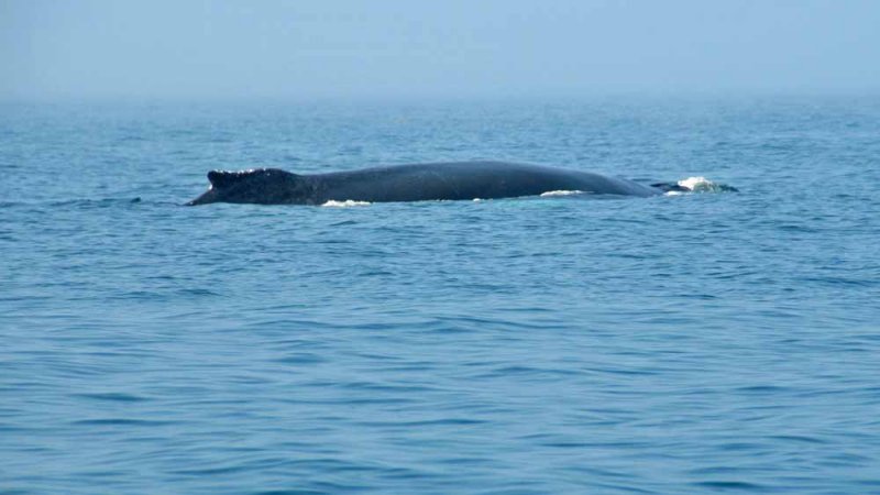 Whale Back 