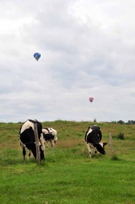 Cows & Balloons