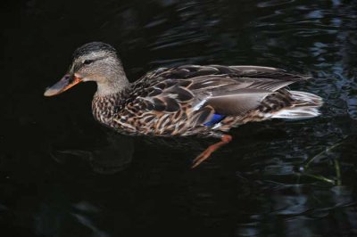 Night of the Living Duck