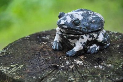 I'm Lichen This Toad