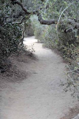 Whose Woods These Are?