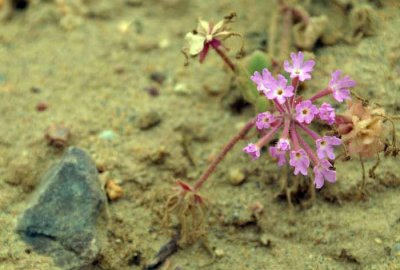 A Sprig of Color