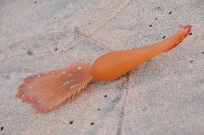 Sea Cucumber