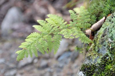 Ferntastic