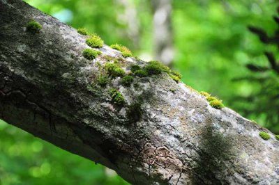 Mossy Log