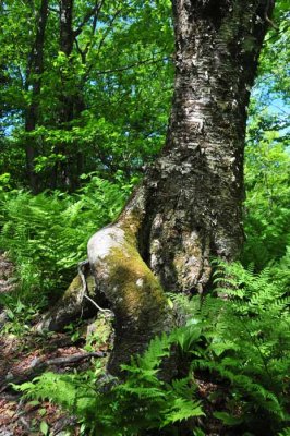 Tree Seat