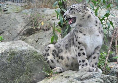 Snow Leopard Profile