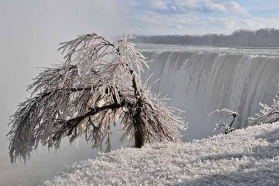 Icy Tree to the Left