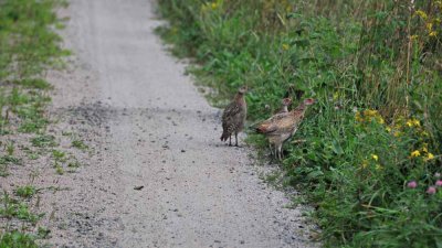 Pheasants in the Cottage Driveway