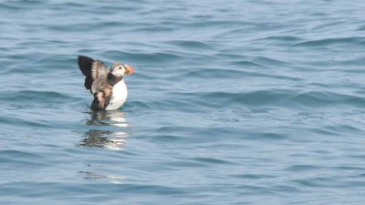 Puffin Flapping!