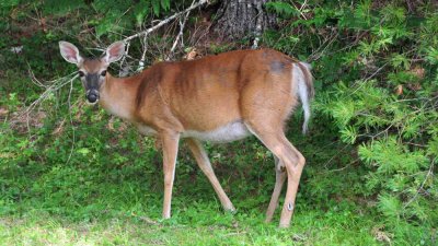 Saw a Deer in the Kejimkujik Forest