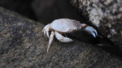 Dead Crab at Port Royal