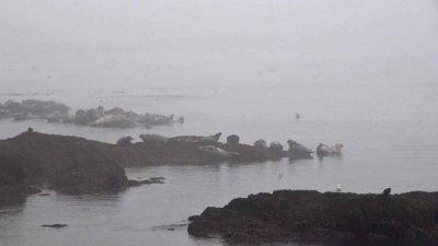 There are seals in the fog!