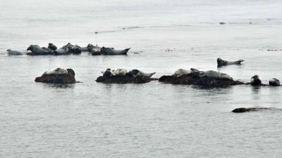 A noisy bunch of seals