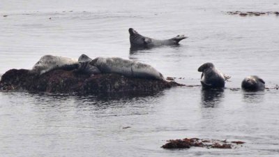 Zoom in on seals