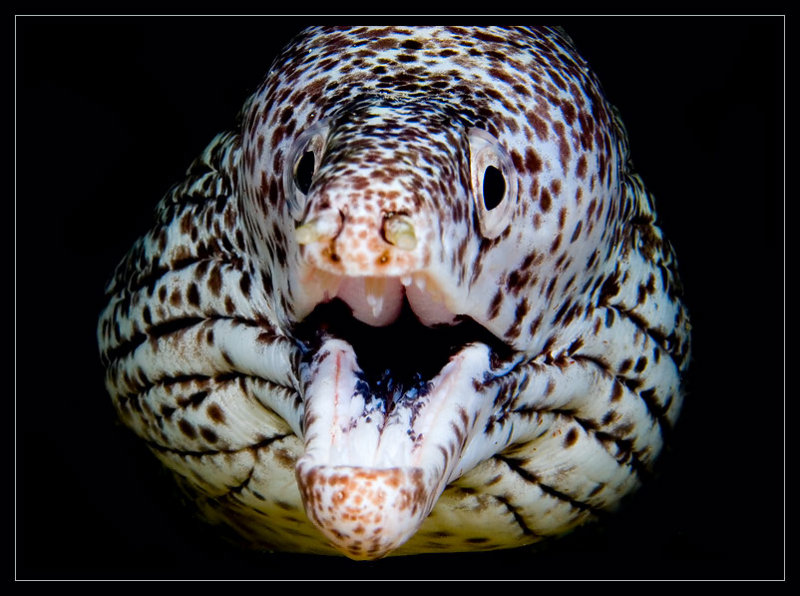 Spotted Moray Eel