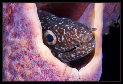 ted Moray Eel and Purple Tube Sponge
