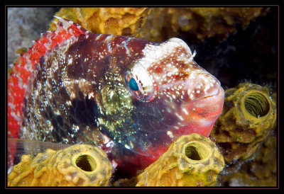 Redband Parrotfish