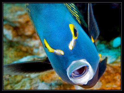 French Angelfish