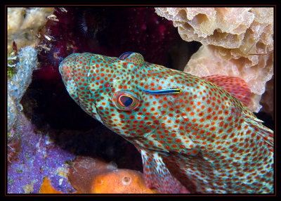 Red Hind with a Cleaning Goby
