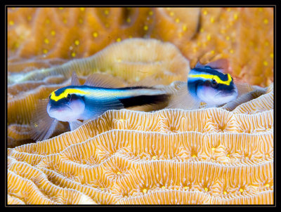 Cleaning Goby Pair