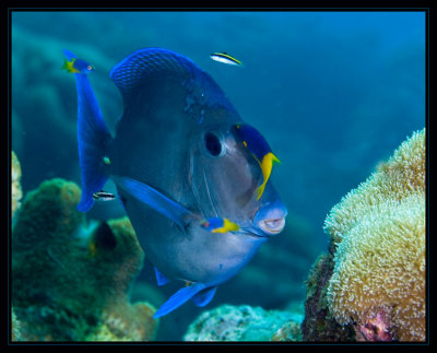 Blue Tang at cleaning station